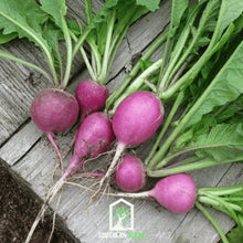 Load image into Gallery viewer, Radish, Purple Plum