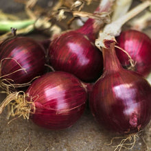 Load image into Gallery viewer, Onion, Red Burgundy
