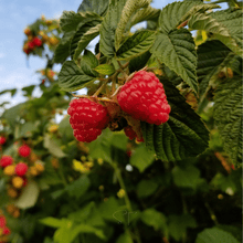 Load image into Gallery viewer, Raspberry, Red European - Seeds