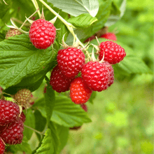 Load image into Gallery viewer, Raspberry, Red European - Seeds
