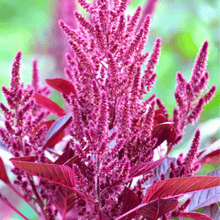 Load image into Gallery viewer, Amaranth, Red Garnet