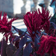 Load image into Gallery viewer, Amaranth, Red Garnet