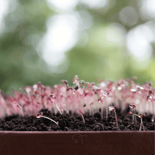 Load image into Gallery viewer, Amaranth, Red Garnet