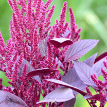 Load image into Gallery viewer, Amaranth, Red Garnet