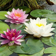 Load image into Gallery viewer, Lotus, Red Kamal Seeds