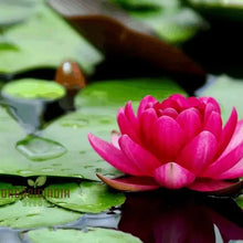 Load image into Gallery viewer, Lotus, Red Kamal Seeds