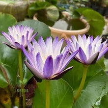 Load image into Gallery viewer, Lotus, Red Kamal Seeds