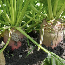 Load image into Gallery viewer, Beet, Red Mammoth Fodder