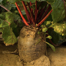 Load image into Gallery viewer, Beet, Red Mammoth Fodder