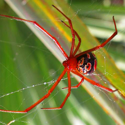 Red Widow Spiders