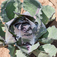 Load image into Gallery viewer, Cabbage, Express Red - Organic