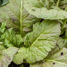Load image into Gallery viewer, Greens, Mesclun Spicy Mix - Organic