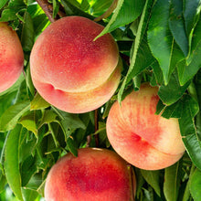 Load image into Gallery viewer, Peach, Multi-Fruit