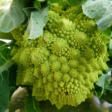 Load image into Gallery viewer, Broccoli, Romanesco - Organic