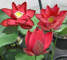 Load image into Gallery viewer, Lotus, Red Rose Seeds