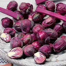 Load image into Gallery viewer, Brussels Sprouts, Rosella