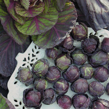 Load image into Gallery viewer, Brussels Sprouts, Rosella