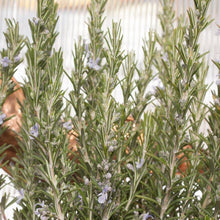 Load image into Gallery viewer, Rosemary - Organic