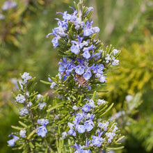 Load image into Gallery viewer, Rosemary - Organic