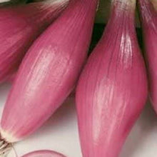 Load image into Gallery viewer, Onion, Rossa Lunga Torpedo