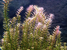 Load image into Gallery viewer, 8 Species Aquarium Plants Bundle – Anacharis, Hornwort, Amazon Sword, Moneywort, Ludwigia and Cryptocoryne