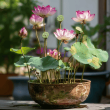 Load image into Gallery viewer, Lotus, Sacred (Bonsai)