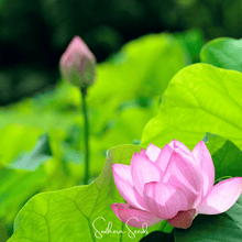 Load image into Gallery viewer, Lotus, Sacred (Bonsai)