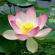 Load image into Gallery viewer, Lotus, Sacred (Bonsai)