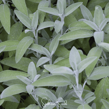 Load image into Gallery viewer, Sage, Kitchen