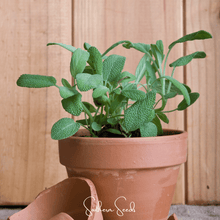 Load image into Gallery viewer, Sage, Kitchen