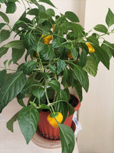 Load image into Gallery viewer, Pepper, Yellow Scotch Bonnet