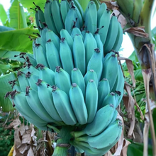 Load image into Gallery viewer, Banana, Musa Ice Cream (Blue Java)