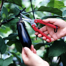 Load image into Gallery viewer, ARS Fruit Harvest Shear Stainless Steel SE-45