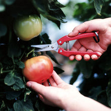Load image into Gallery viewer, ARS Fruit Harvest Shear Stainless Steel SE-45