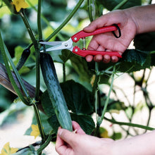 Load image into Gallery viewer, ARS Fruit Harvest Shear Stainless Steel SE-45