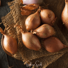 Load image into Gallery viewer, Shallot, Davidor
