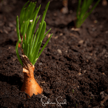 Load image into Gallery viewer, Shallot, Davidor