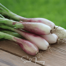 Load image into Gallery viewer, Shallot, Zebrune