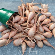 Load image into Gallery viewer, Shallot, Zebrune