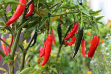 Load image into Gallery viewer, Pepper, Cayenne Thin