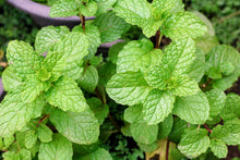 Load image into Gallery viewer, Spearmint