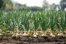 Load image into Gallery viewer, Onion, Sweet White Spanish