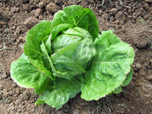 Load image into Gallery viewer, Lettuce, Iceberg