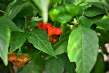 Load image into Gallery viewer, Pepper, Cambuci