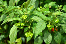 Load image into Gallery viewer, Pepper, Cambuci
