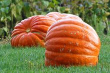 Load image into Gallery viewer, Pumpkin, Big Max