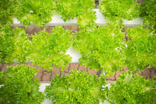 Load image into Gallery viewer, Lettuce, Loose Leaf