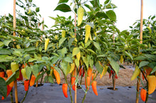 Load image into Gallery viewer, Pepper, Hungarian Hot Wax