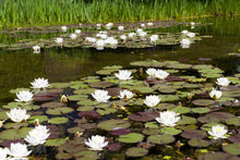 Load image into Gallery viewer, Water Lily, White