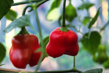 Load image into Gallery viewer, Pepper, Cambuci